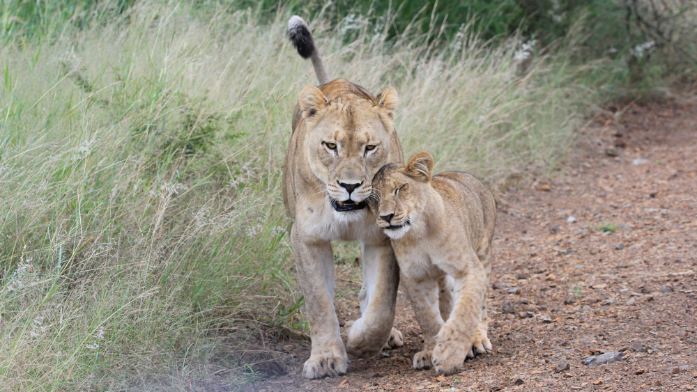 Lion with one cub walking towards us.