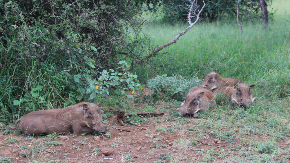 Female warthog lying down with her 3 youngsters nearby.