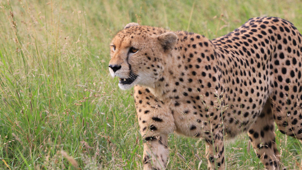 A cheetah walking past our vehicle.