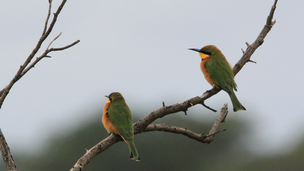 2 bee-eaters sitting on a branch.