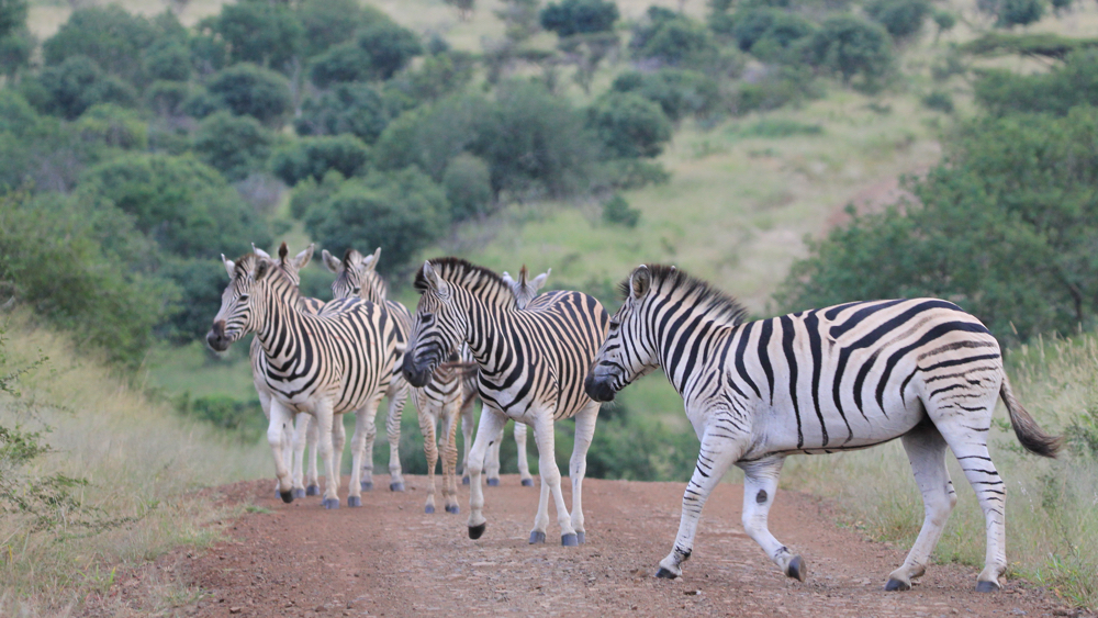 A small group of zebra in th track ahead of us.