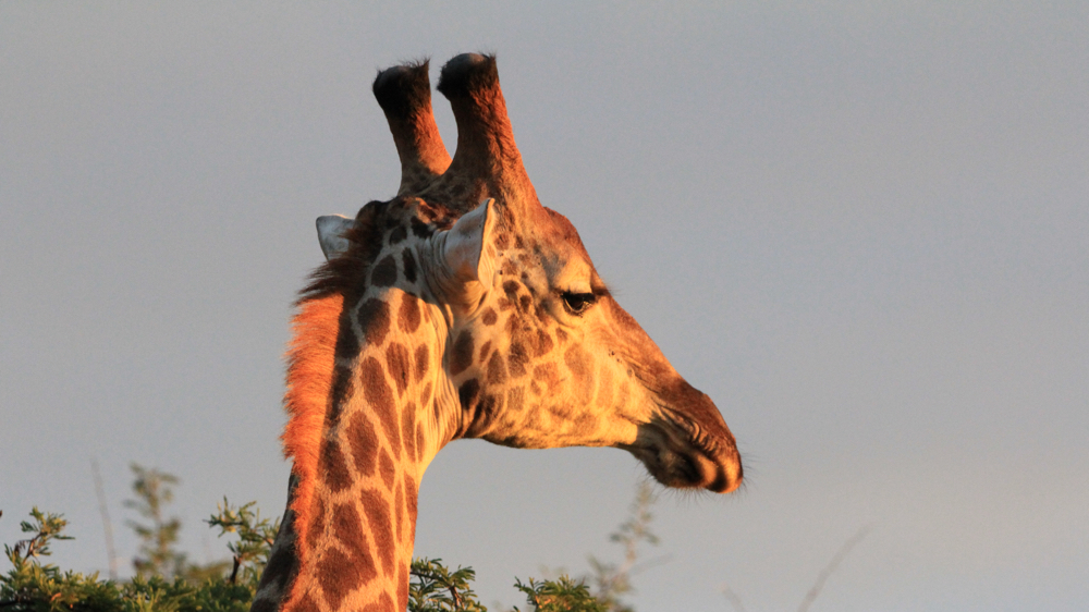 The head of a male giraffe.