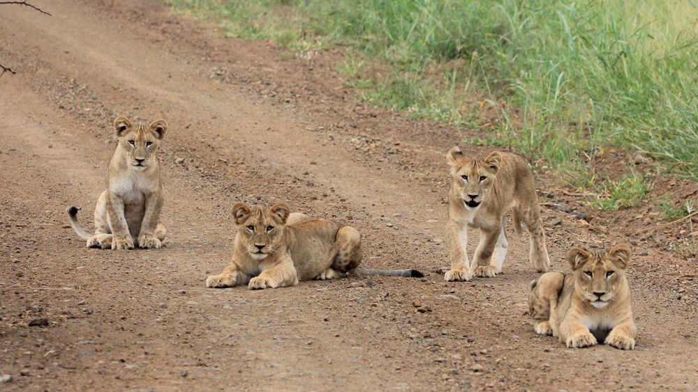 4 cubs in the track ahead of us.