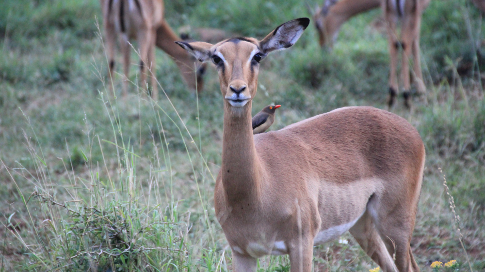 Female impala with an oxpecker on its back.
