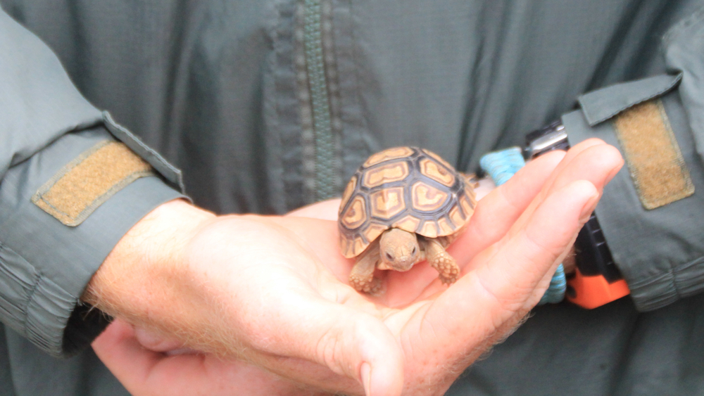 Tiny tortoise, about 5cm long.