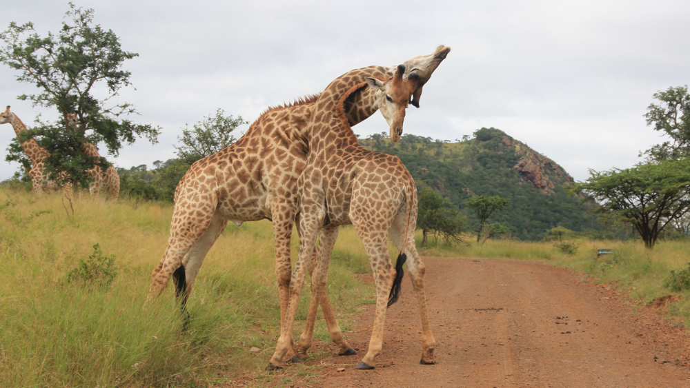 2 male giraffe fighting.