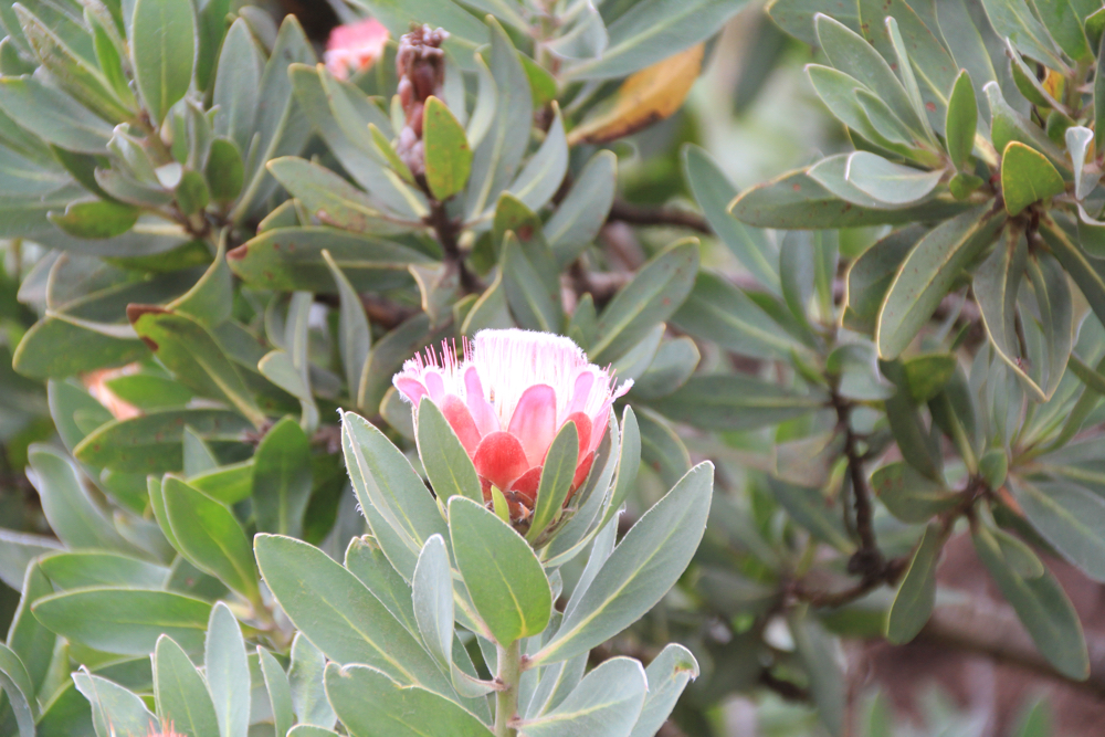 Protea flower.