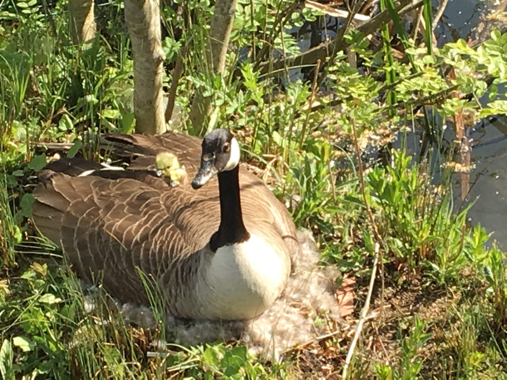 A canada goose with a gosling peeking out of its back feathers.