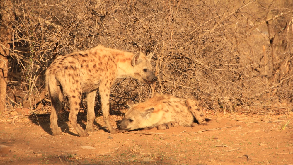 2 hyena, one lying down and the other standing.