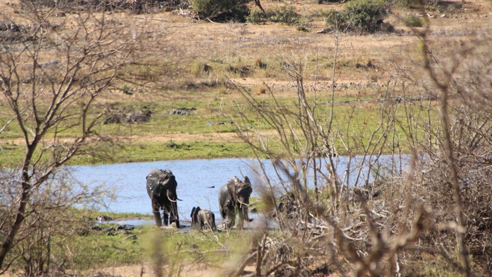 3 elephants at the river's edge.