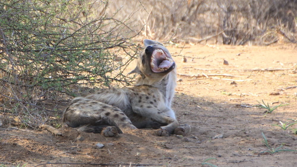 Single hyena lying down with its mouth wide open.