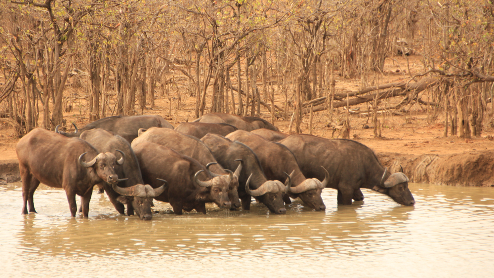 A small group of ubuffalo drinking at a waterhole.