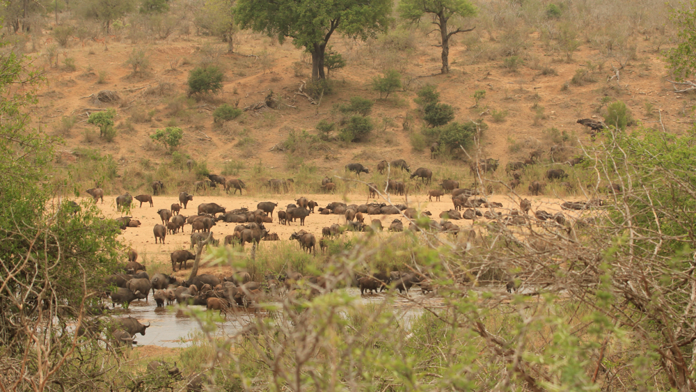 A large group of buffalo in the Sabie River Valley.