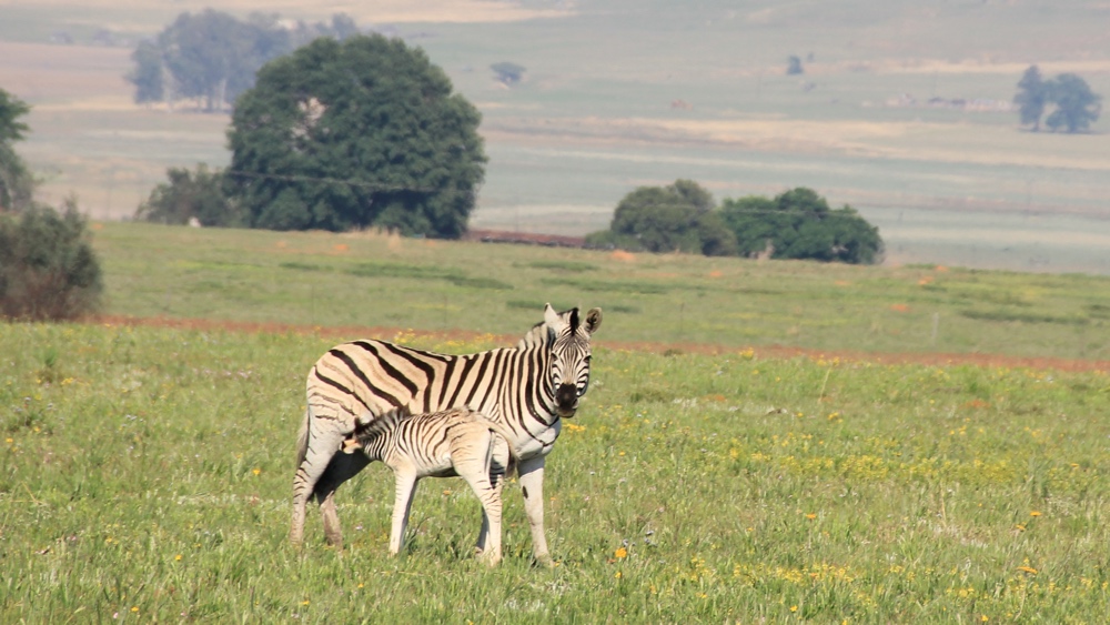 A zebra with her little foal.