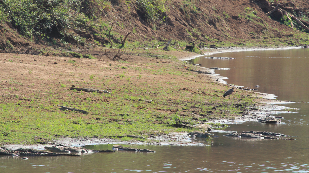 Over 20 crocs sunning themselves.
