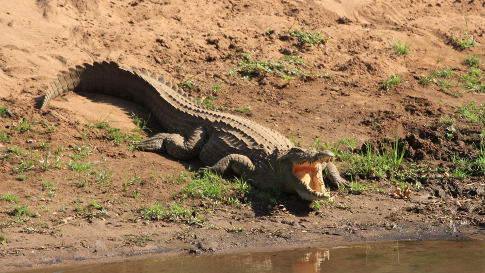 A single croc on the bank with its mouth open.