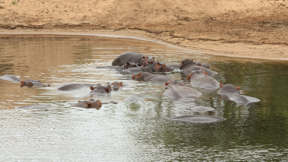 A dozen or so hippo in a small pool.