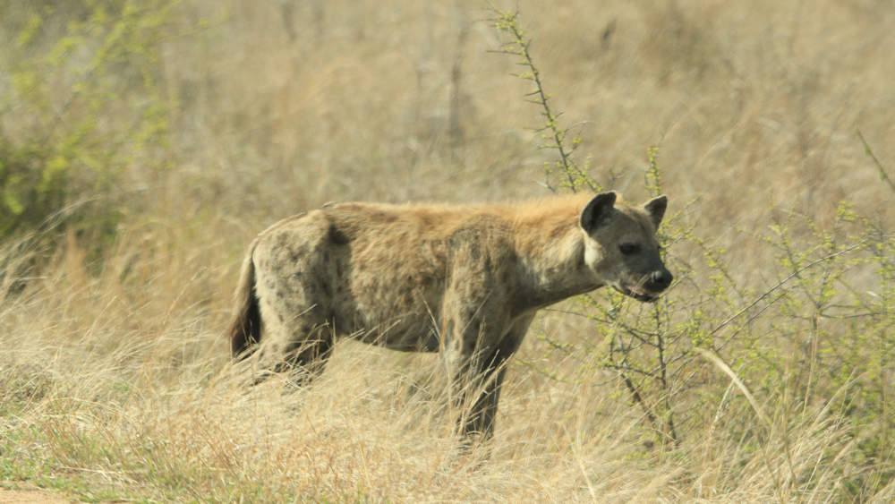 Single hyena.