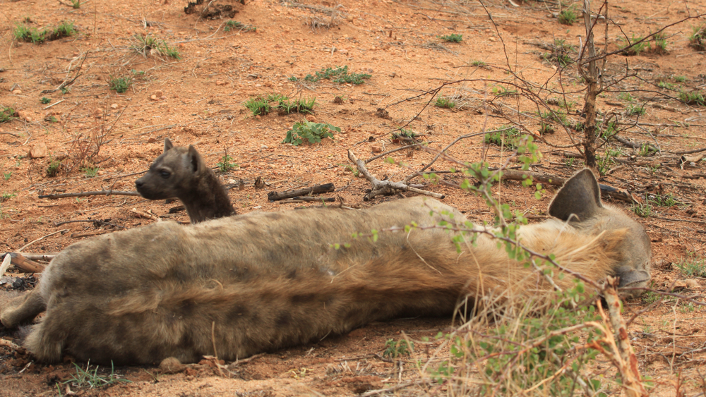 Hyene pup looking over mum's body.