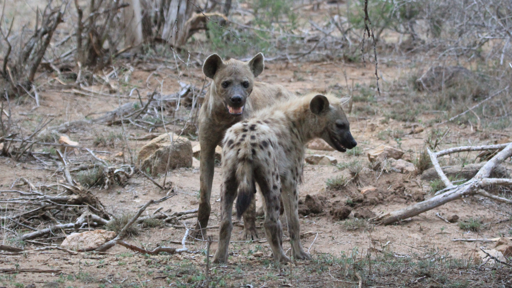2 young hyena.
