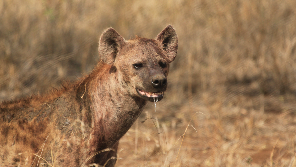 Head and neck close-up of a hyena.