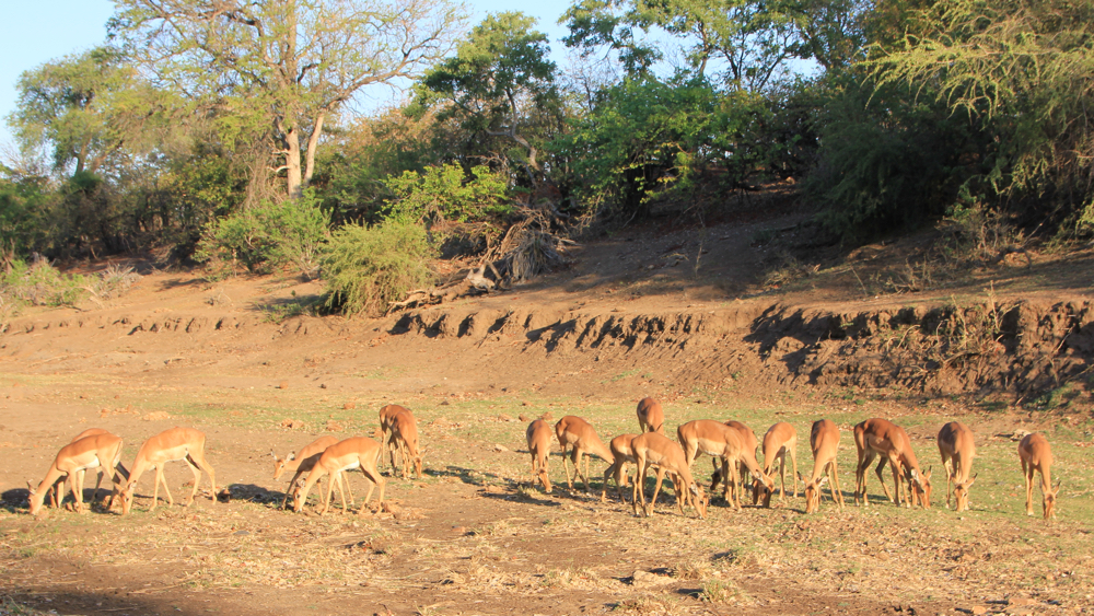 A group of impala in the early morning light.