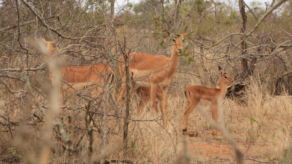 2 female impala with young.