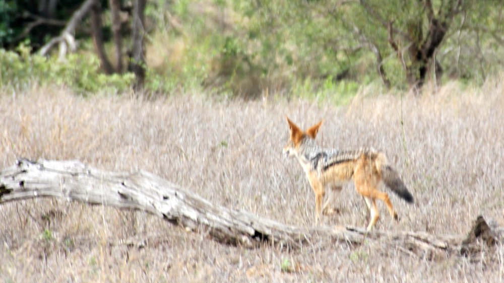 A jackal trotting away from us.