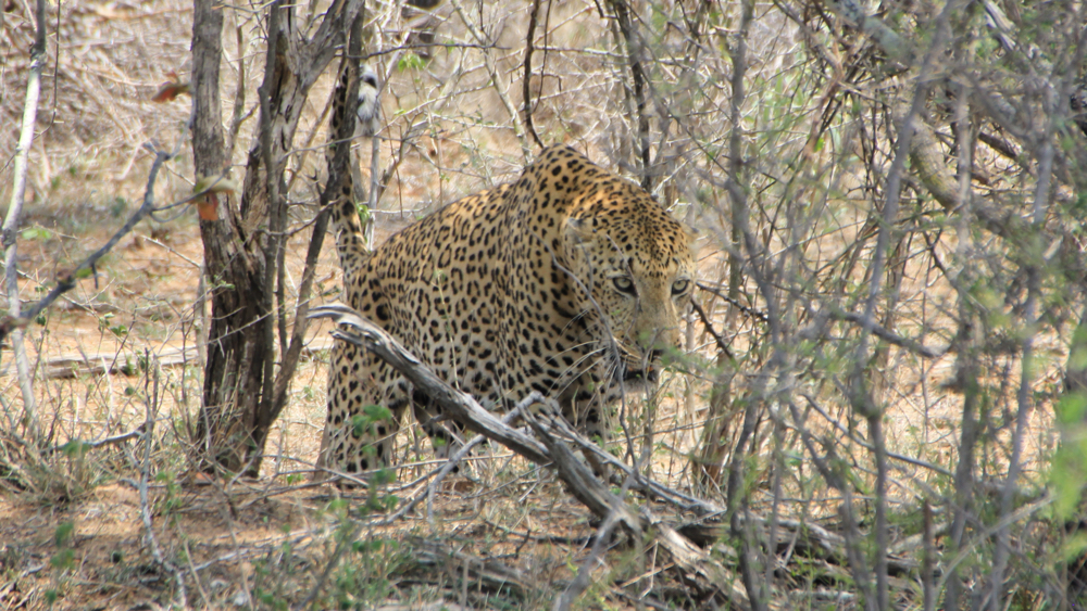 A leopard walking through the bush.
