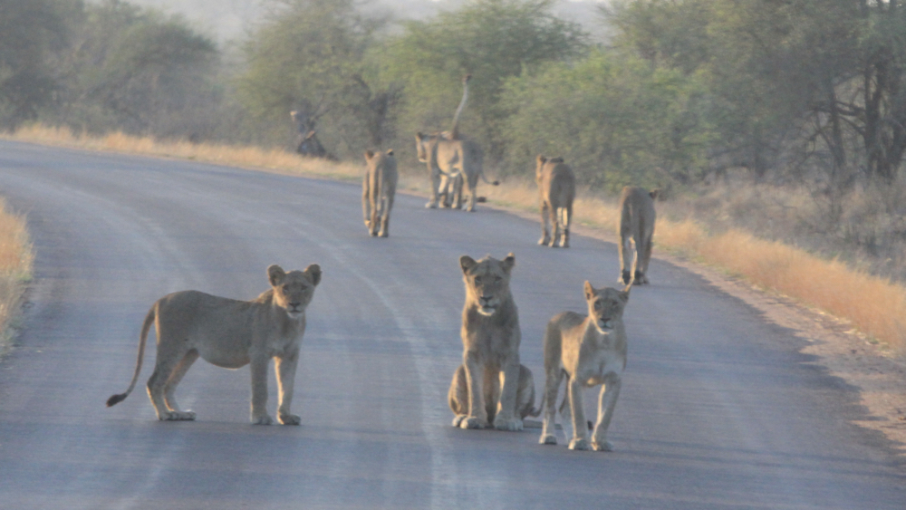 8 lion in the road.