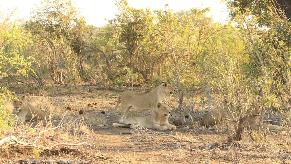 A group of lions resting in the shade.
