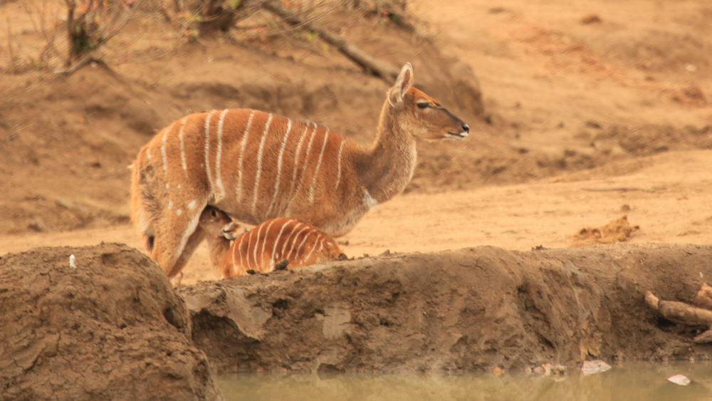 A female nyala with it youngster having d drink of milk.