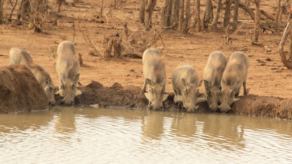 Warthog family at the waterhole.