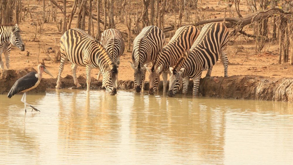 A group of zebra drinking and a marabou stork.