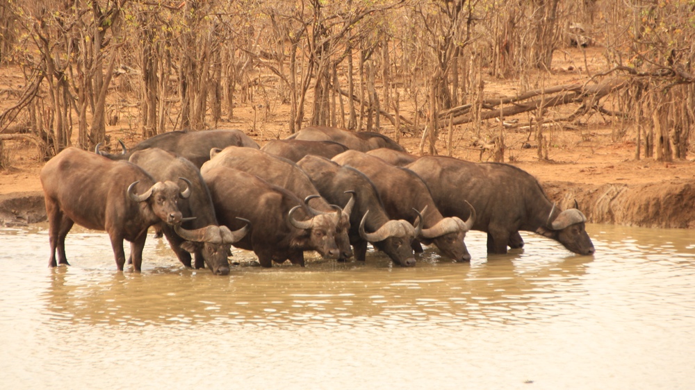 A small group of buffalo drinking.