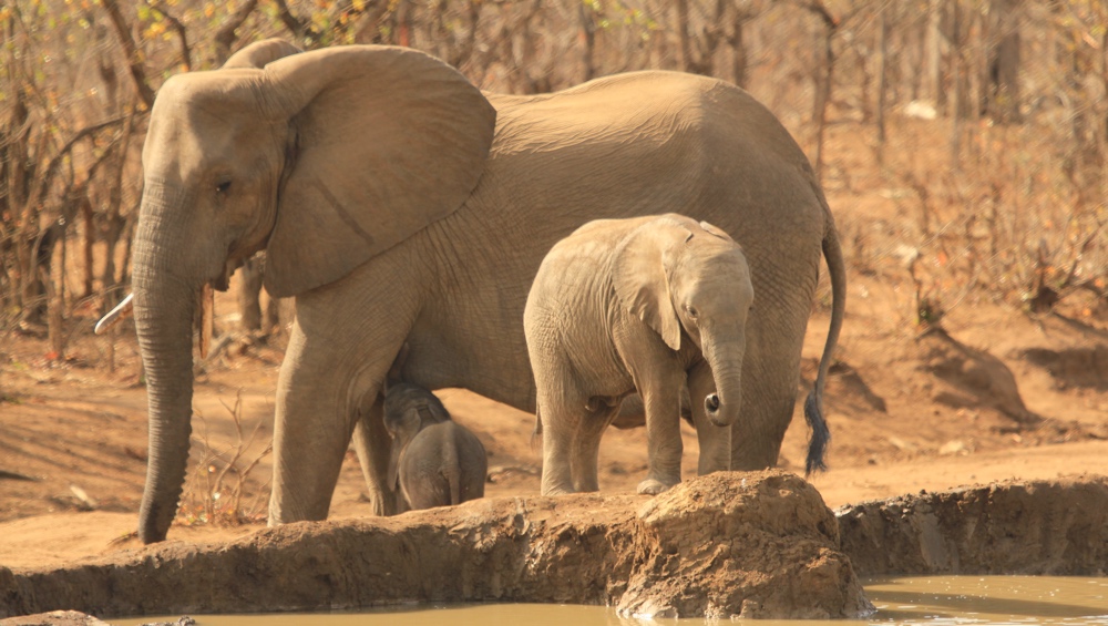 Baby elephant drinking from mum.