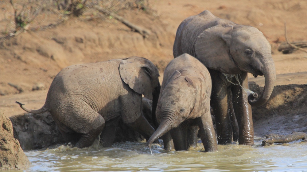 3 young elephants playing in the water.