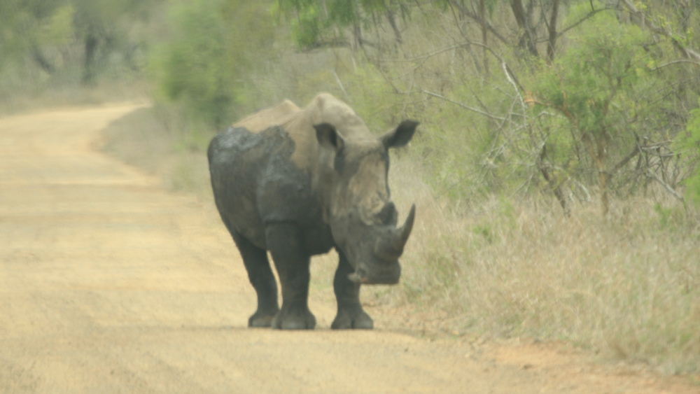 A single rhino in the road ahead of us.