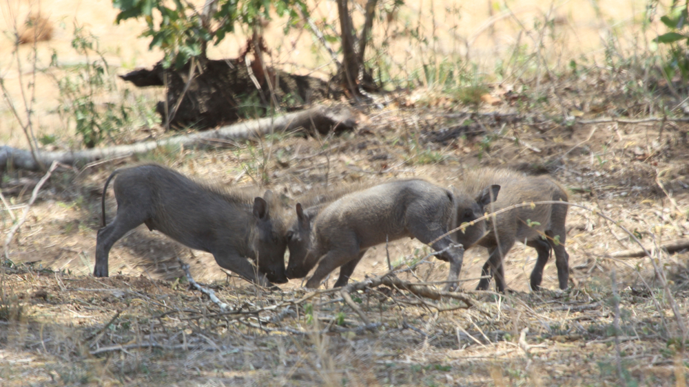 3 young warthog playing.