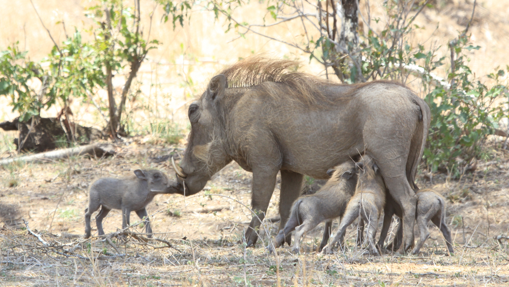 4 young warthog with their mum.