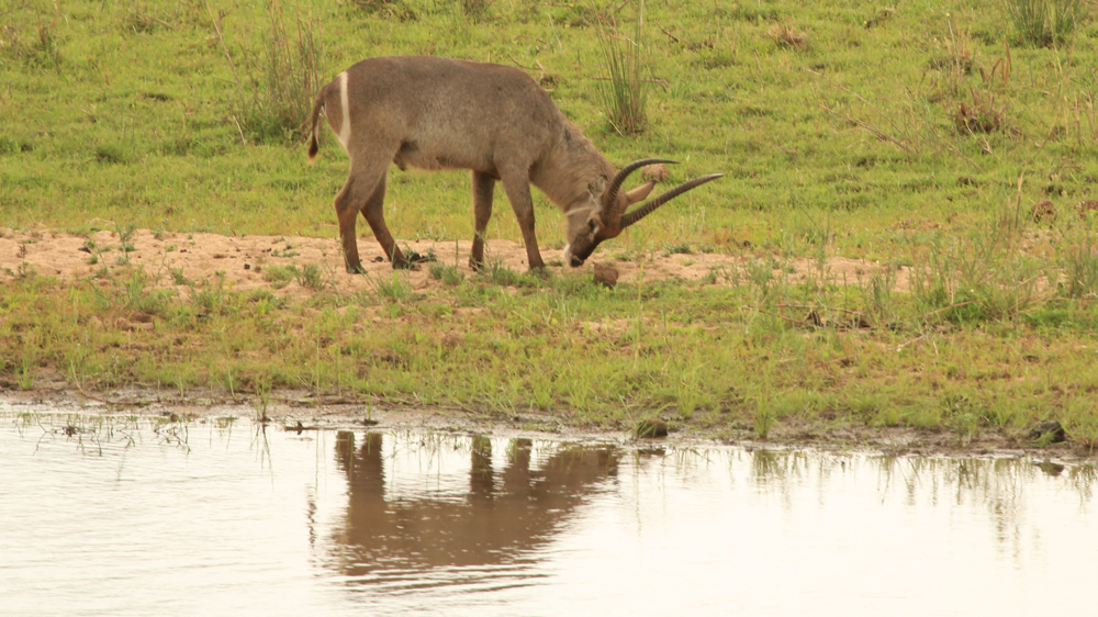 A male waterbuck on a river bank.