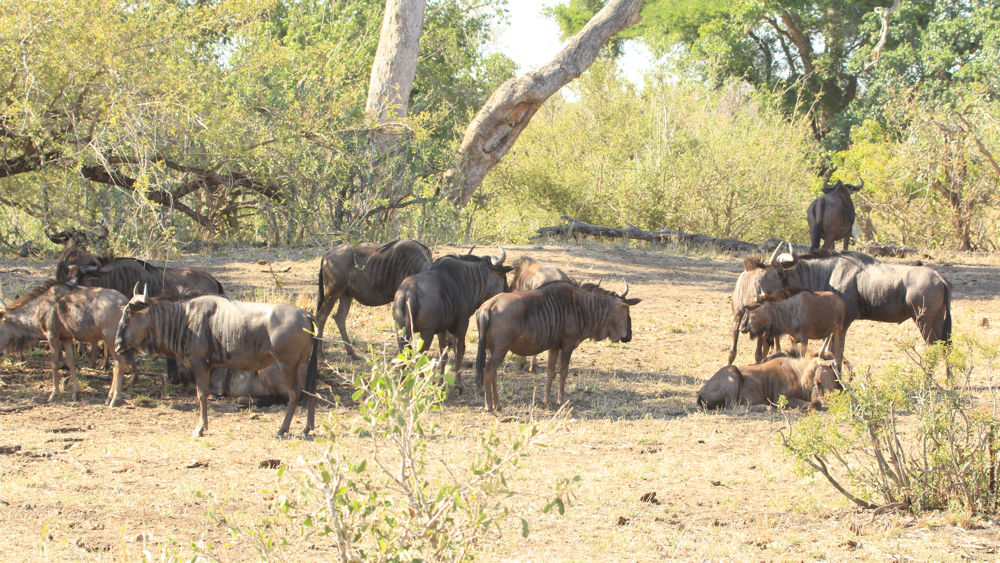 A small group of wildebeest near a waterhole.