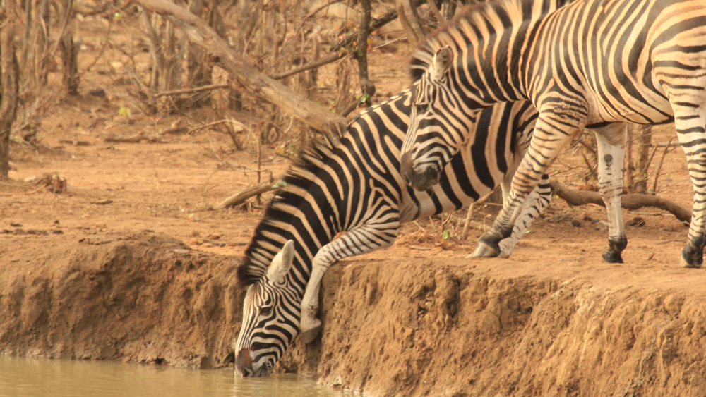 A zebra knealing doen to reach the water.