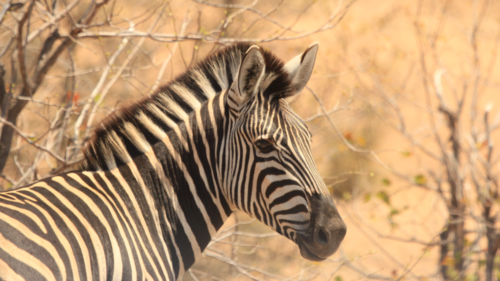Head and neck of a zebra.
