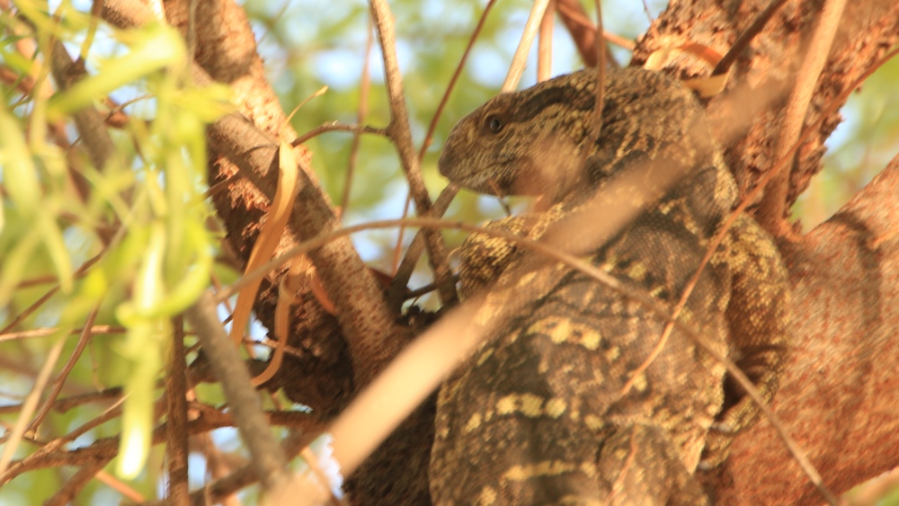 A monitor lizard in a tree.