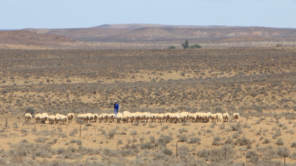 A guy herding sheep towards the road.
