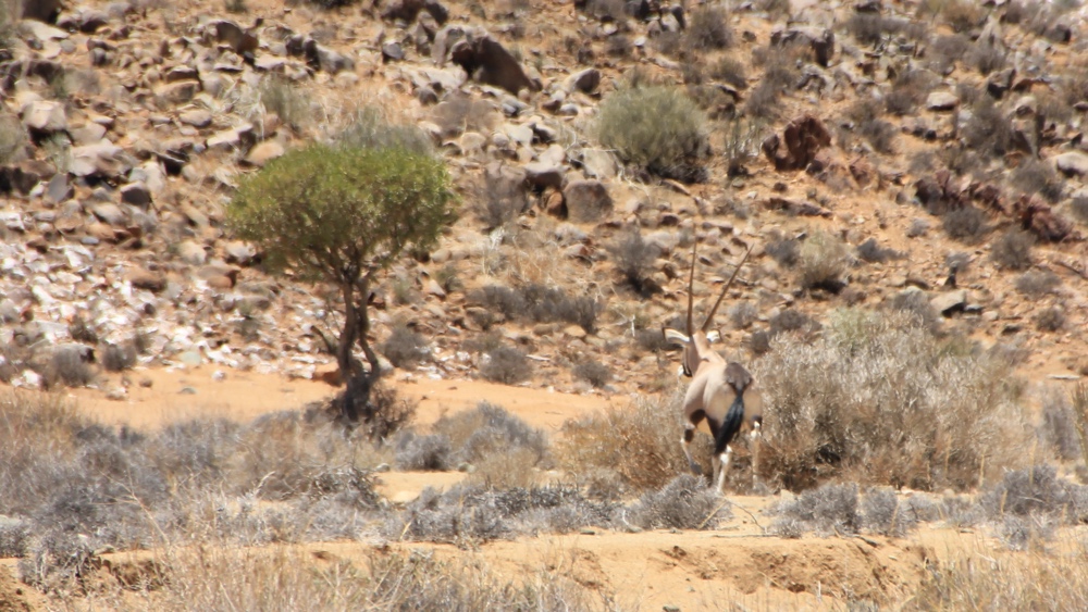 A shy oryx running away.