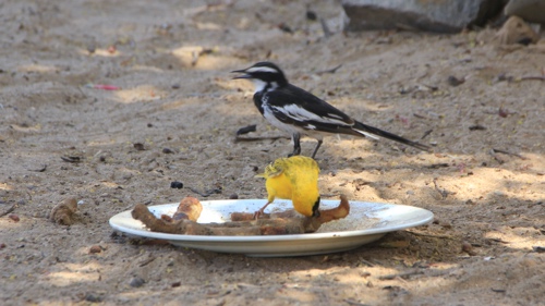 A weaver checking out scraps and a pied wagtail.