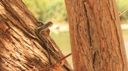 A skink on a tree trunk.