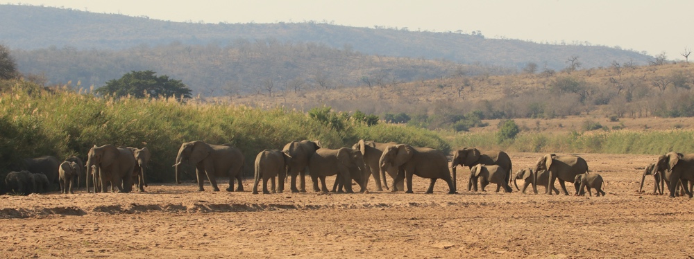 a large herd of elephants coming down to the River